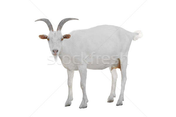 Goat  Stock photo © bazilfoto