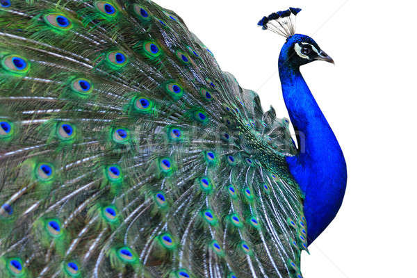 Pfau isoliert weiß Wald Natur Hintergrund Stock foto © bazilfoto