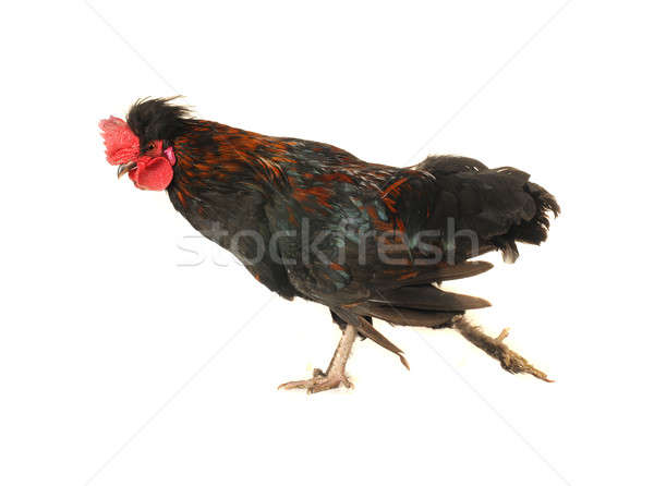 Stock foto: Hahn · weiß · schwarz · Leben · Tier · chick