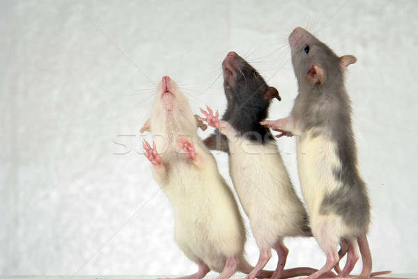 Rats Stock photo © bazilfoto
