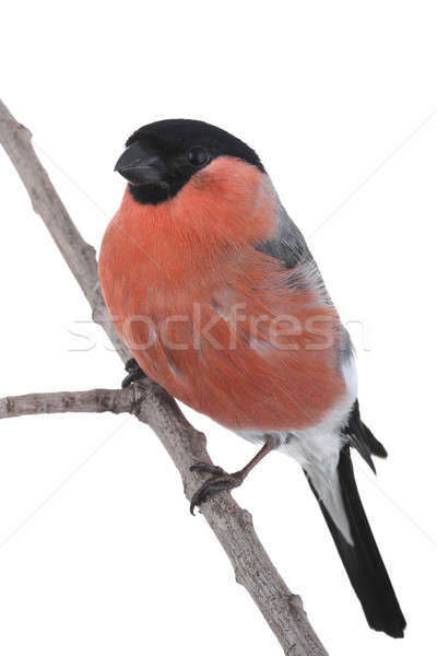 Stock photo: bullfinch