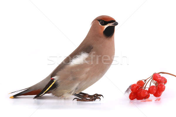 Foto stock: Boêmio · fundo · pássaro · pena · amarelo · ambiente