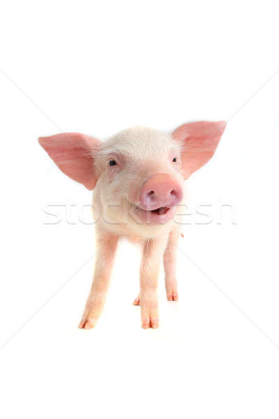 Lächeln Schwein weiß Bauernhof Fleisch Leben Stock foto © bazilfoto