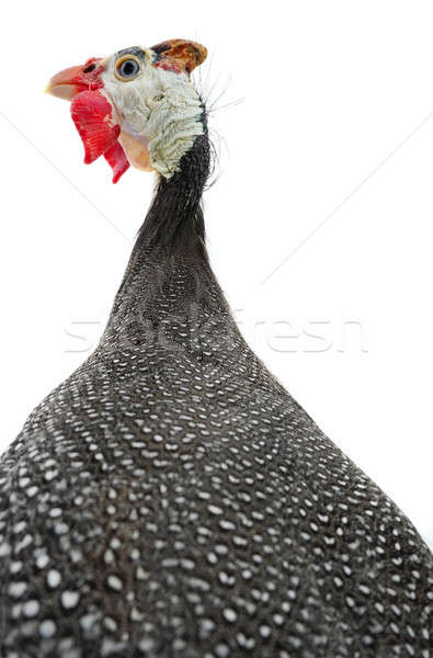 portrait Guinea fowl Stock photo © bazilfoto