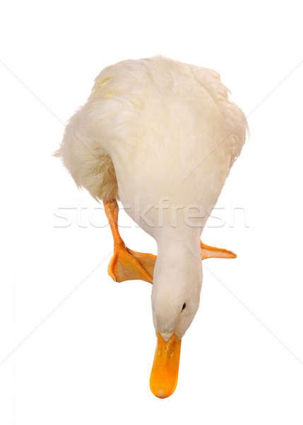 Stock photo:  duck