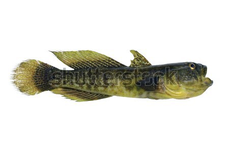 Bull-calf round timber Stock photo © bazilfoto