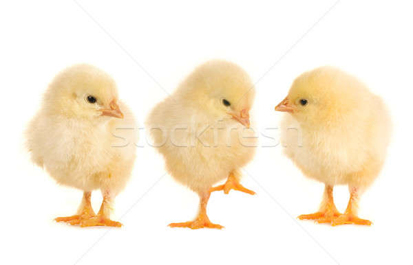  chicks Stock photo © bazilfoto