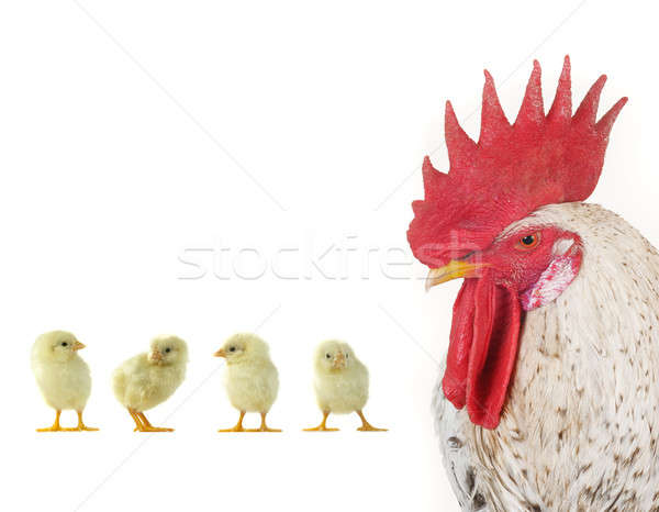 Stock photo: cock;