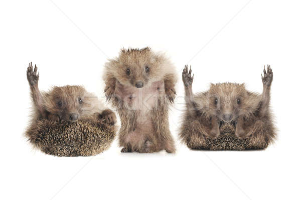 Standing hedgehog Stock photo © bazilfoto