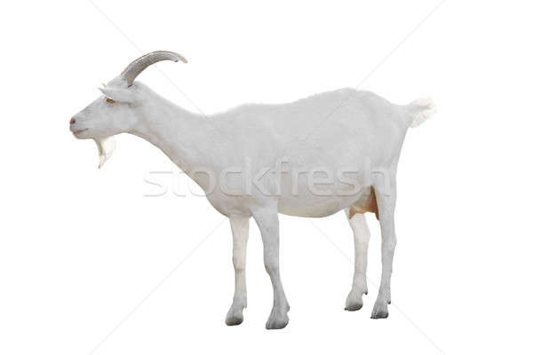 Cabra isolado branco fazenda feminino animal Foto stock © bazilfoto