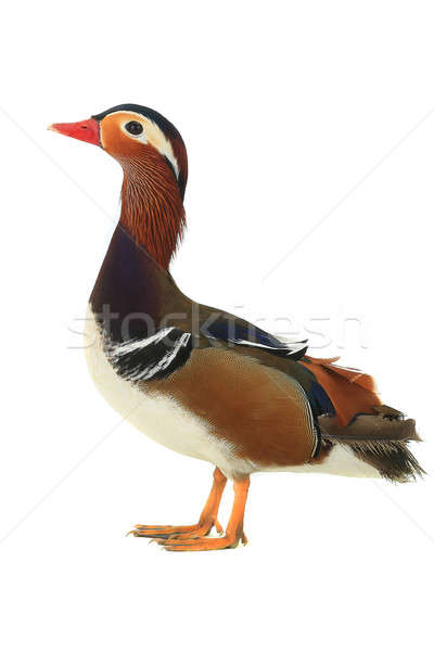 male mandarin duck Stock photo © bazilfoto