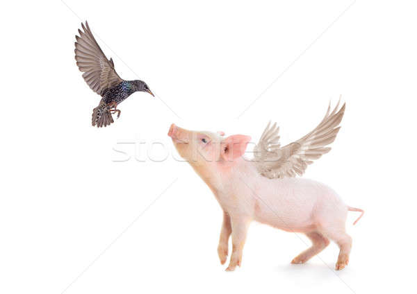 pig and bird  Stock photo © bazilfoto