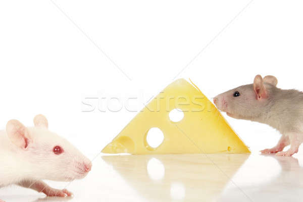 şobolan alb alimente mouse brânză amuzant Imagine de stoc © bazilfoto