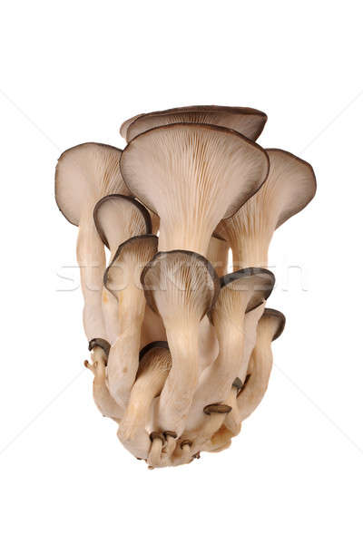 牡蠣 蘑菇 蘑菇 白 食品 組 商業照片 © bazilfoto