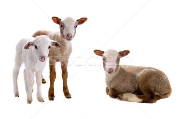  little sheeps  Stock photo © bazilfoto