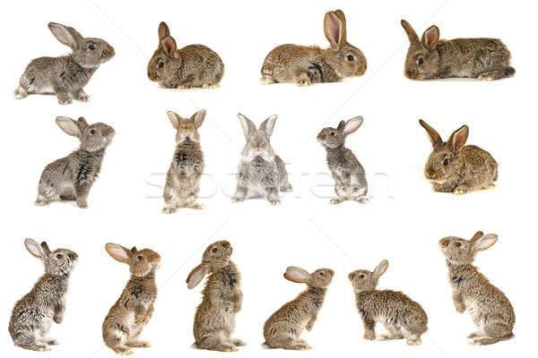 Stock photo: grey  rabbit