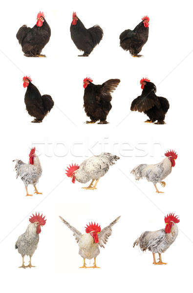 roosters Stock photo © bazilfoto