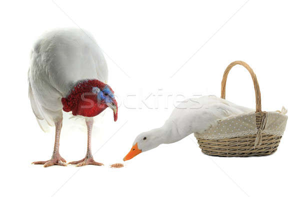 [[stock_photo]]: Canard · isolé · blanche · studio · alimentaire · nature