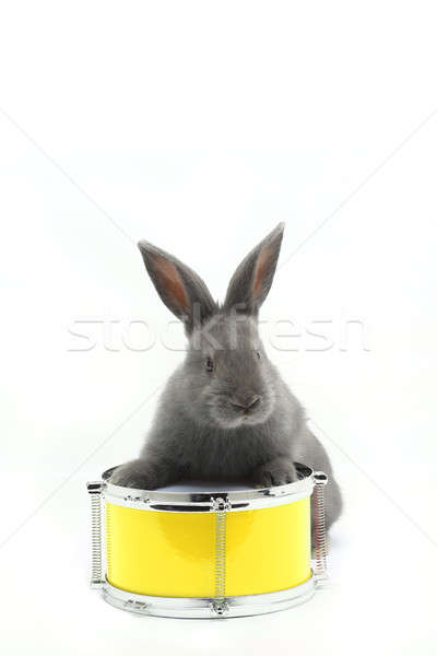 rabbit sitting Stock photo © bazilfoto