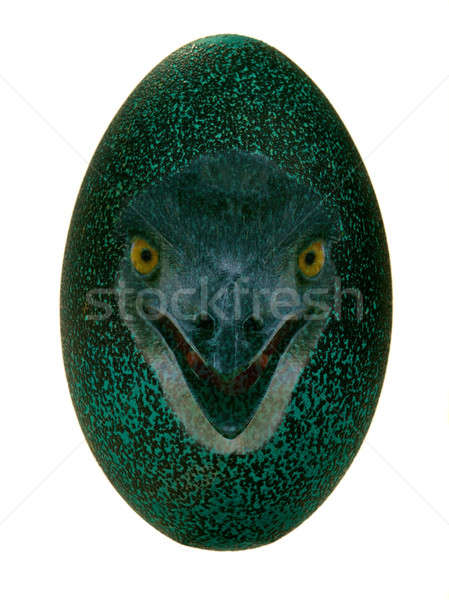 Yumurta emeu portre devekuşu beyaz doku Stok fotoğraf © bazilfoto