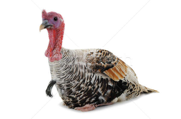 silvery turkey-cock Stock photo © bazilfoto