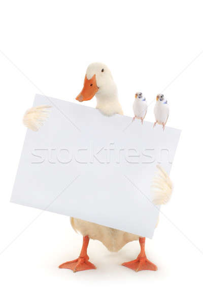 white duck Stock photo © bazilfoto