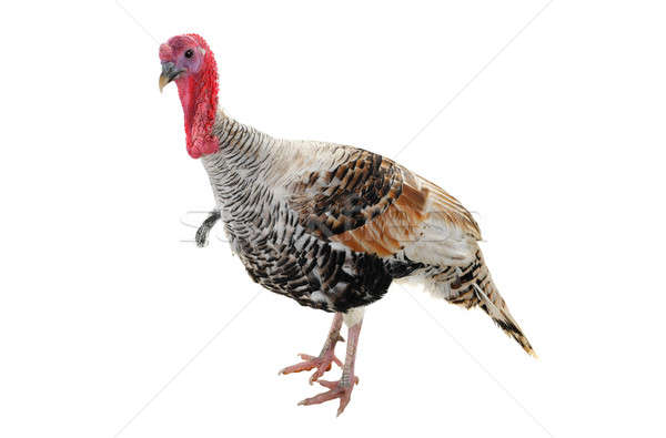 silvery turkey-cock Stock photo © bazilfoto