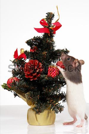 Sıçan beyaz hayvan nesne hediyeler süs Stok fotoğraf © bazilfoto