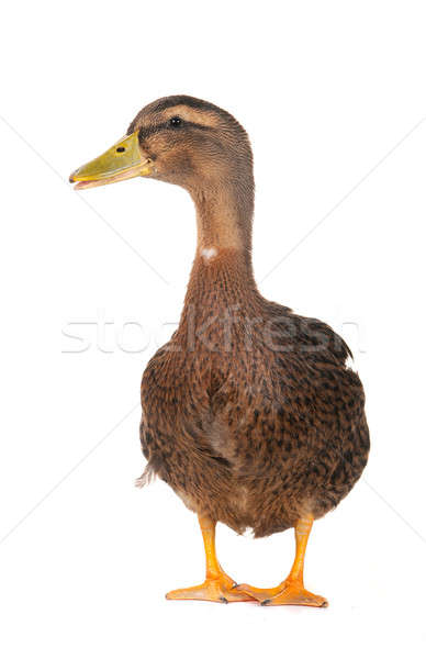  duck Stock photo © bazilfoto
