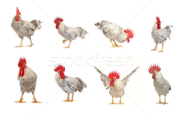 roosters Stock photo © bazilfoto