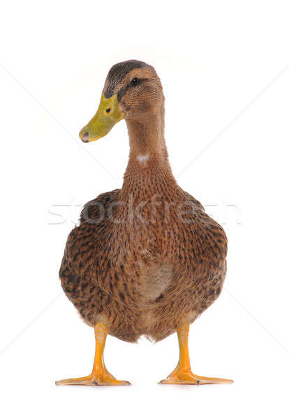 duck Stock photo © bazilfoto