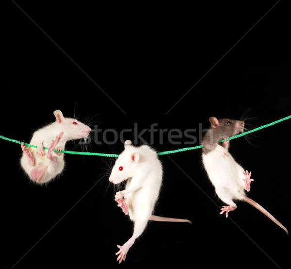 Szczur biały czarny laboratorium zwierząt zwierzęta Zdjęcia stock © bazilfoto
