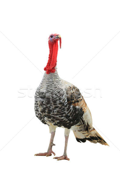 turkey Stock photo © bazilfoto