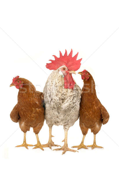  cock and brown hen Stock photo © bazilfoto