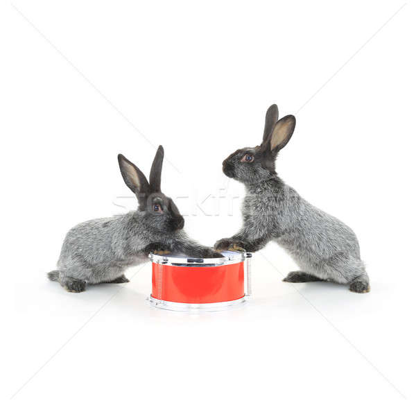 two rabbit sitting Stock photo © bazilfoto