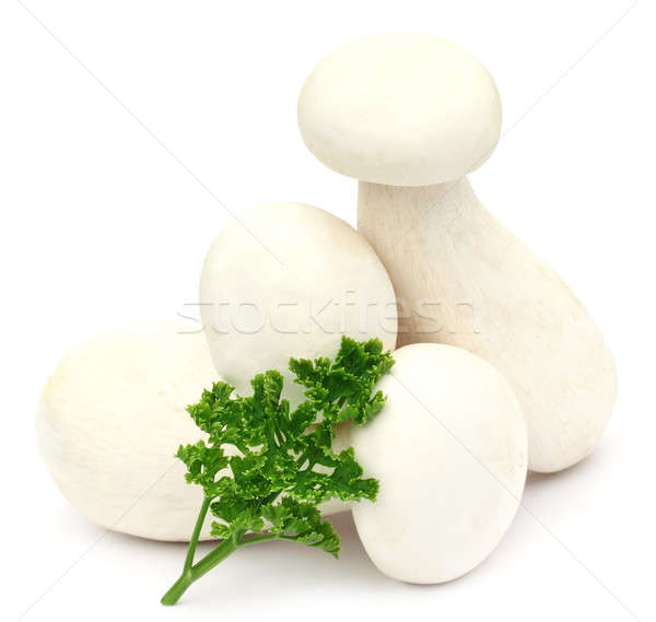 乳白色 蘑菇 香菜 白 葉 組 商業照片 © bdspn