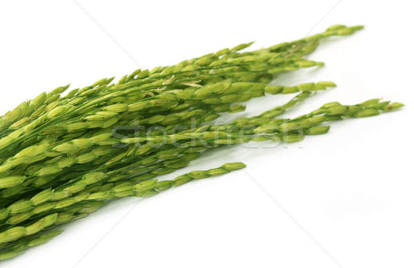 Green paddy Stock photo © bdspn