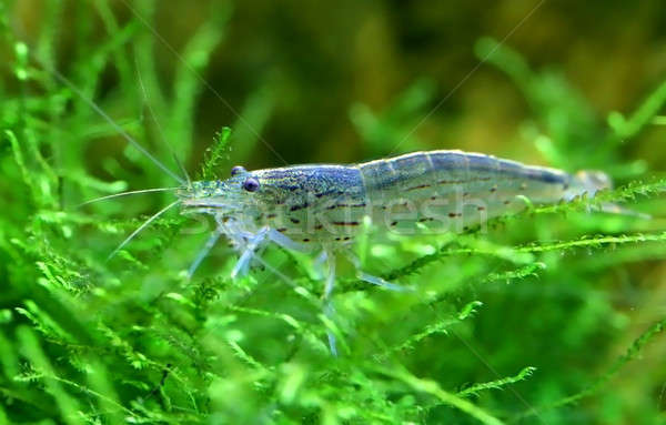 Garnalen java mos zee rivier onderwater Stockfoto © bdspn