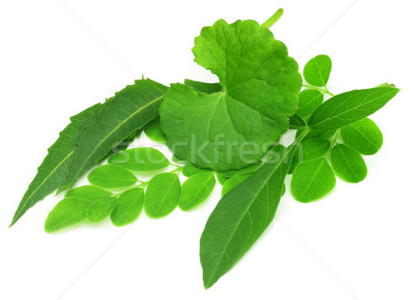 Medicinal herbs Stock photo © bdspn