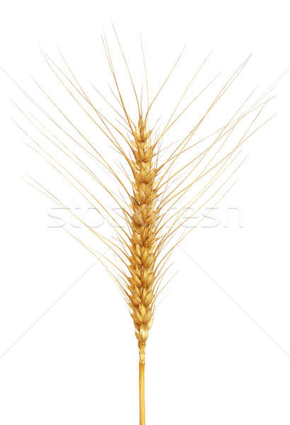 Trigo blanco alimentos campo pan Foto stock © bdspn