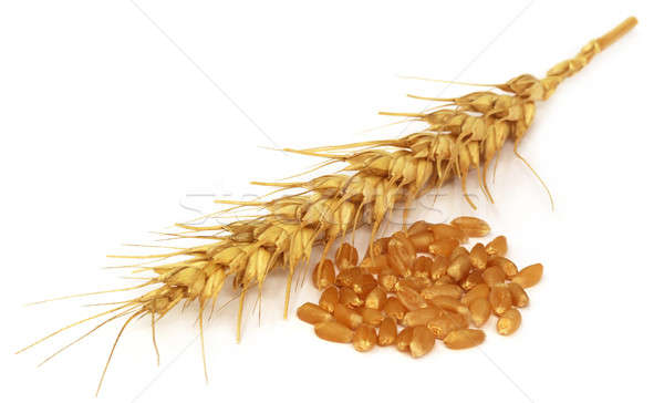 Fresh Wheat Stock photo © bdspn