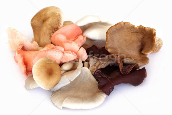 Different types of mushrooms Stock photo © bdspn