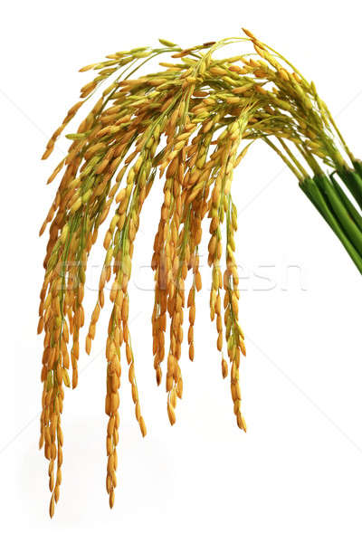 Foto stock: Semillas · blanco · hierba · verano · maíz · color