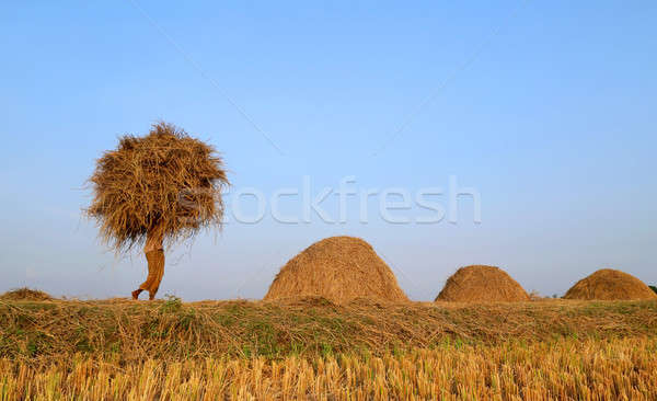 Bangladeshi people carries  newly harvested paddy Stock photo © bdspn