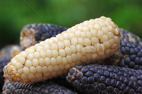 Blue corns  Stock photo © bdspn