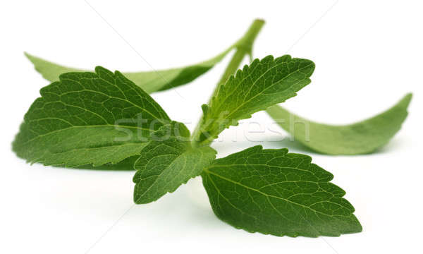 Stevia leaves Stock photo © bdspn