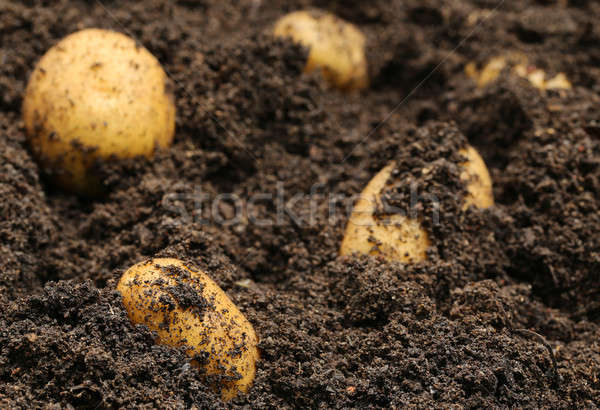 Recentemente batatas terreno jardim campo fazenda Foto stock © bdspn