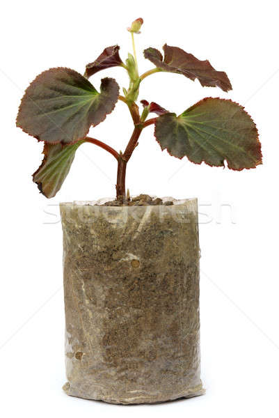 Growing seedling in a Polyethylene bag Stock photo © bdspn