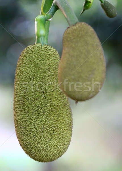 Young jackfruit in tree Stock photo © bdspn