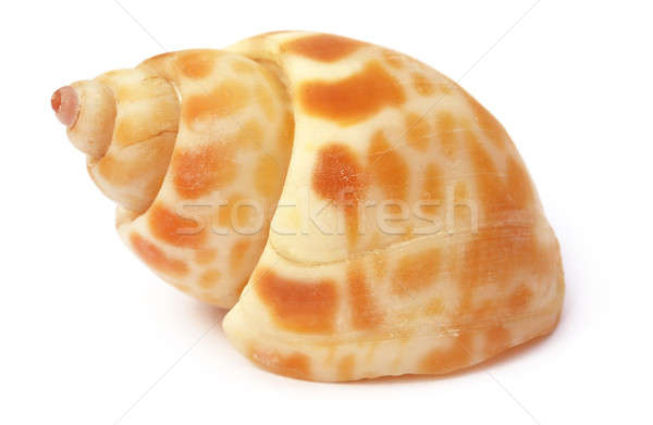 Snail shell Stock photo © bdspn